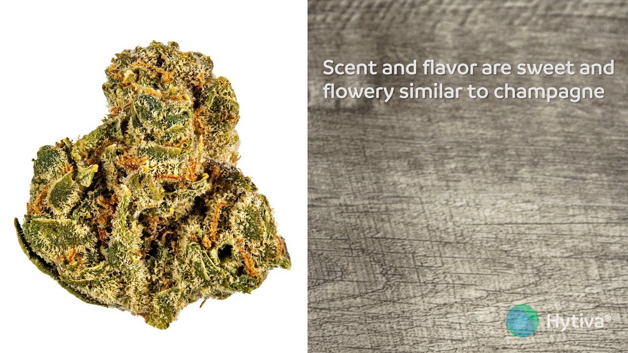 Champagne | Strain Review