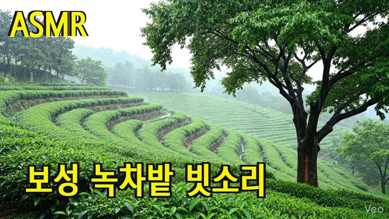 ASMR, 잠이 오는 영상, deeep sleep rain, 백색소음, 힐링 영상, 불면증 치유, 빗소리, 폭우, the sound of rain, 보성 녹차밭