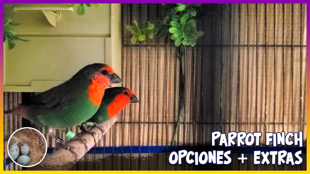 PARROT FINCH opciones + EXTRAS🦜