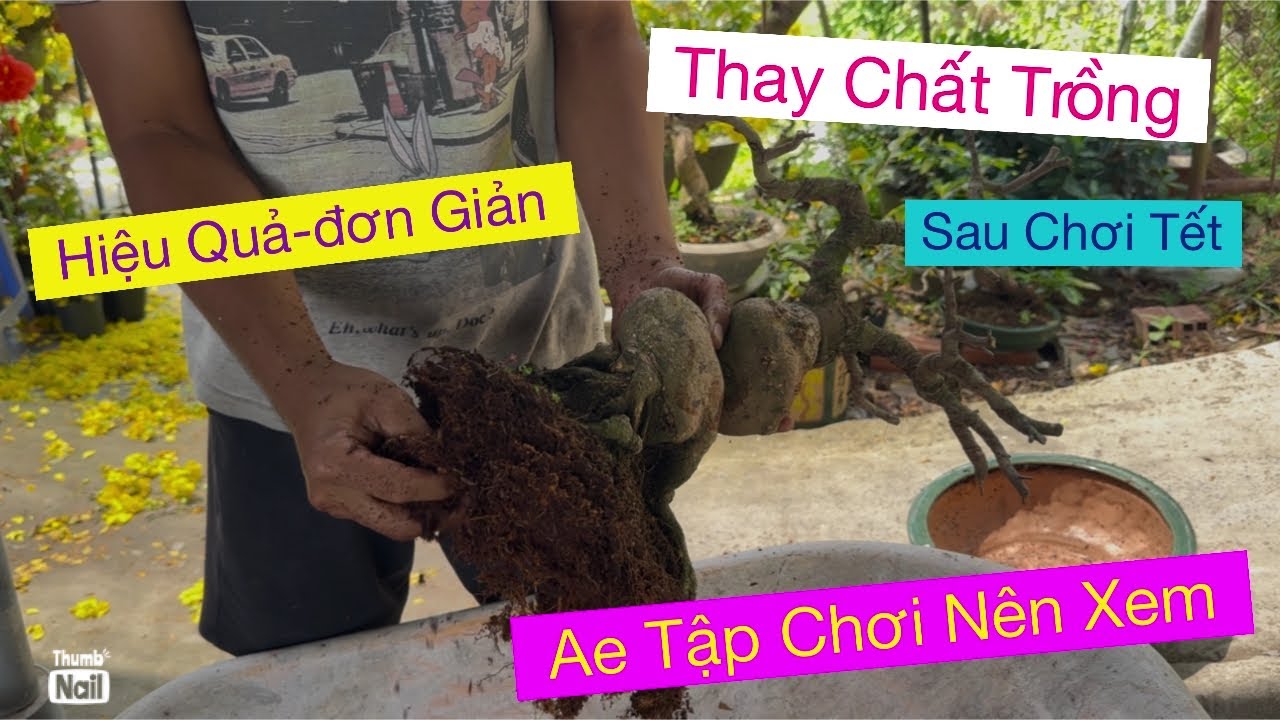 Combo phấn thuốc 0939191715,,, Thay chất trồng sau chơi tết 