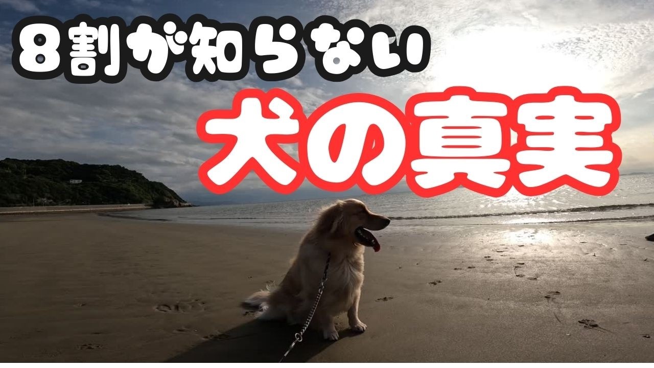 【ゴールデンレトリバー】8割が知らない？犬の真実とは・・・。#ゴールデンレトリバー#大型犬のいる暮し