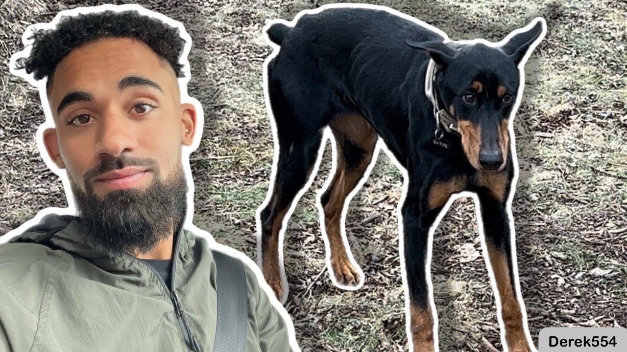 First 24 Hours with My Foster Doberman