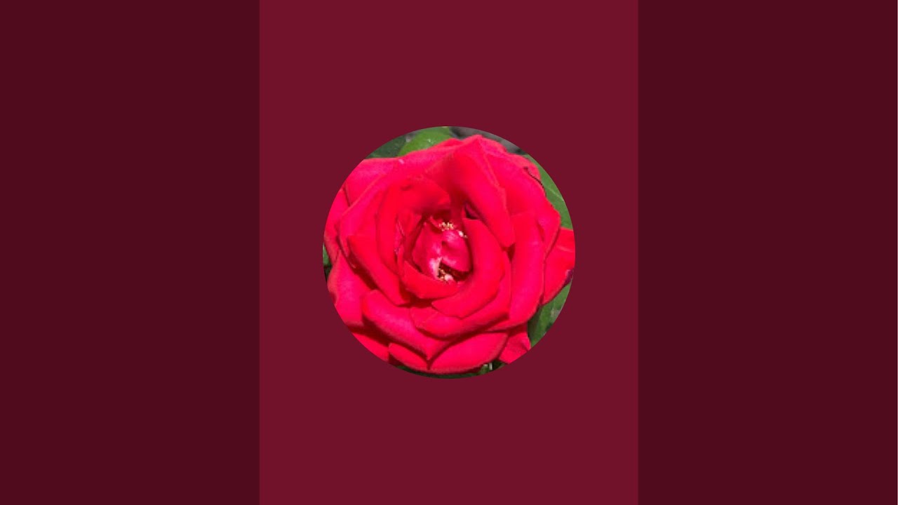 _Abbay_Srecipe is live!