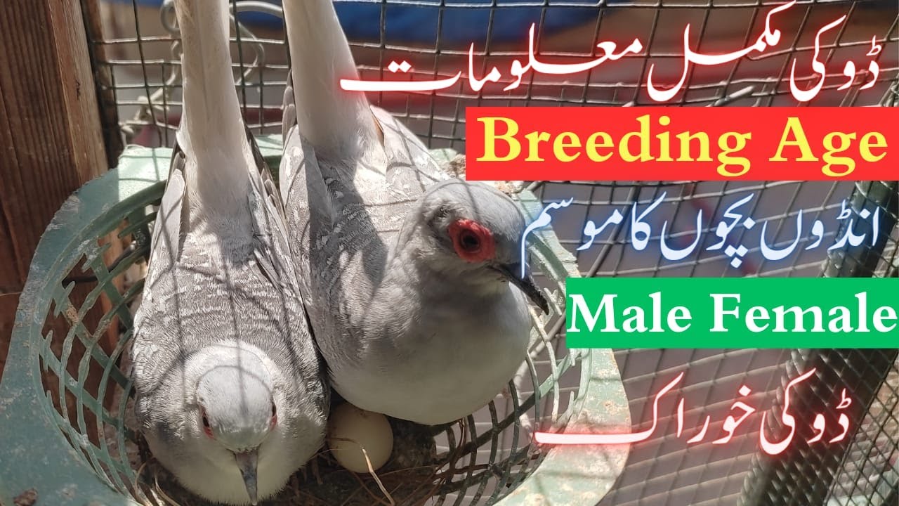 Diamond Dove Breeding Age | Khubaib Pet
