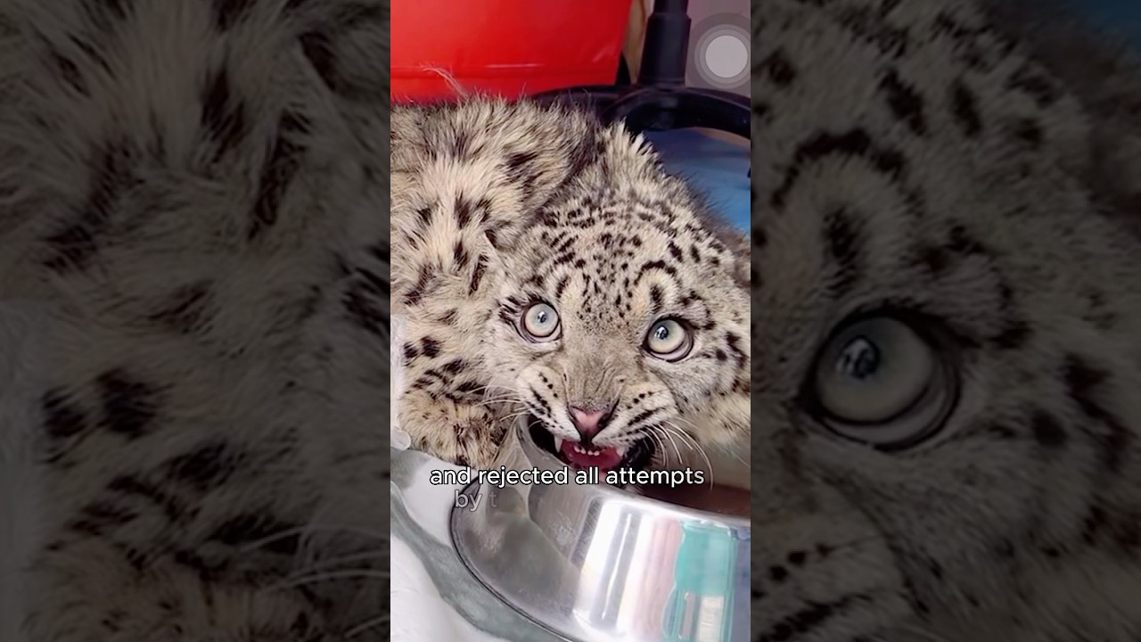 The young snow leopard pleaded to be taken away by the humans#shorts #animal #snowleopard #cute