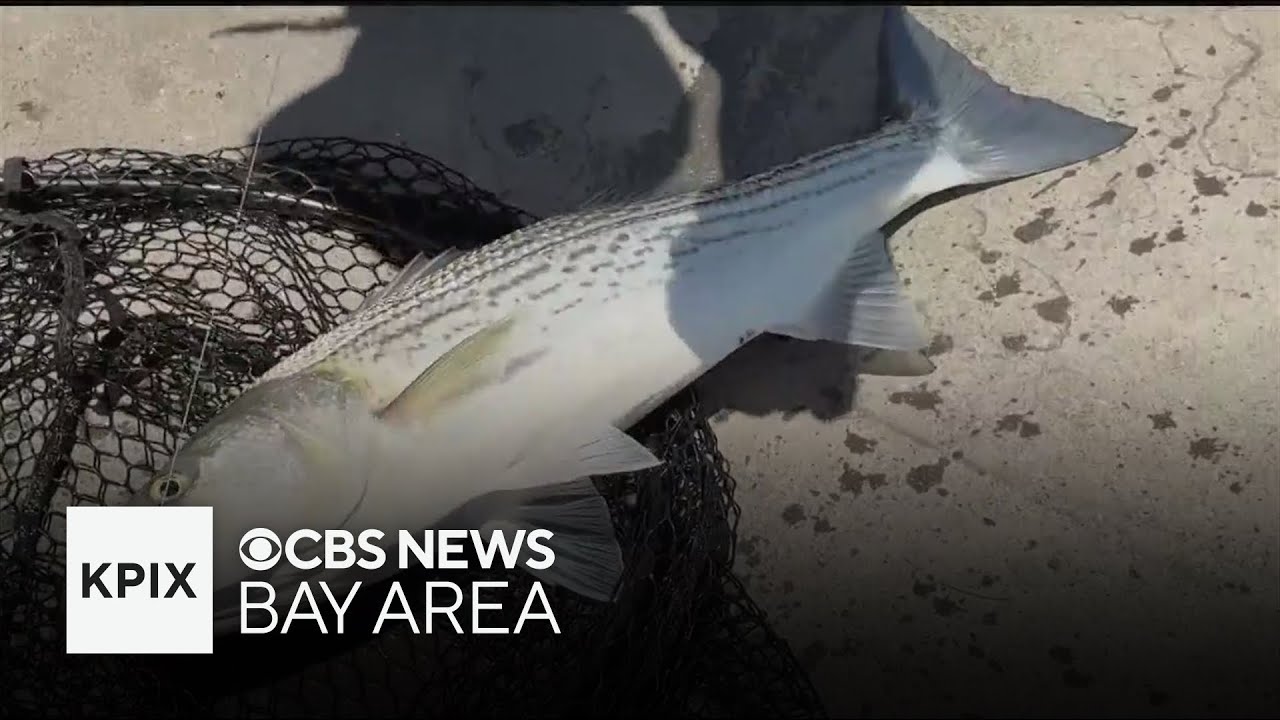 “Forever chemicals” found in fish caught in San Francisco Bay, report warns