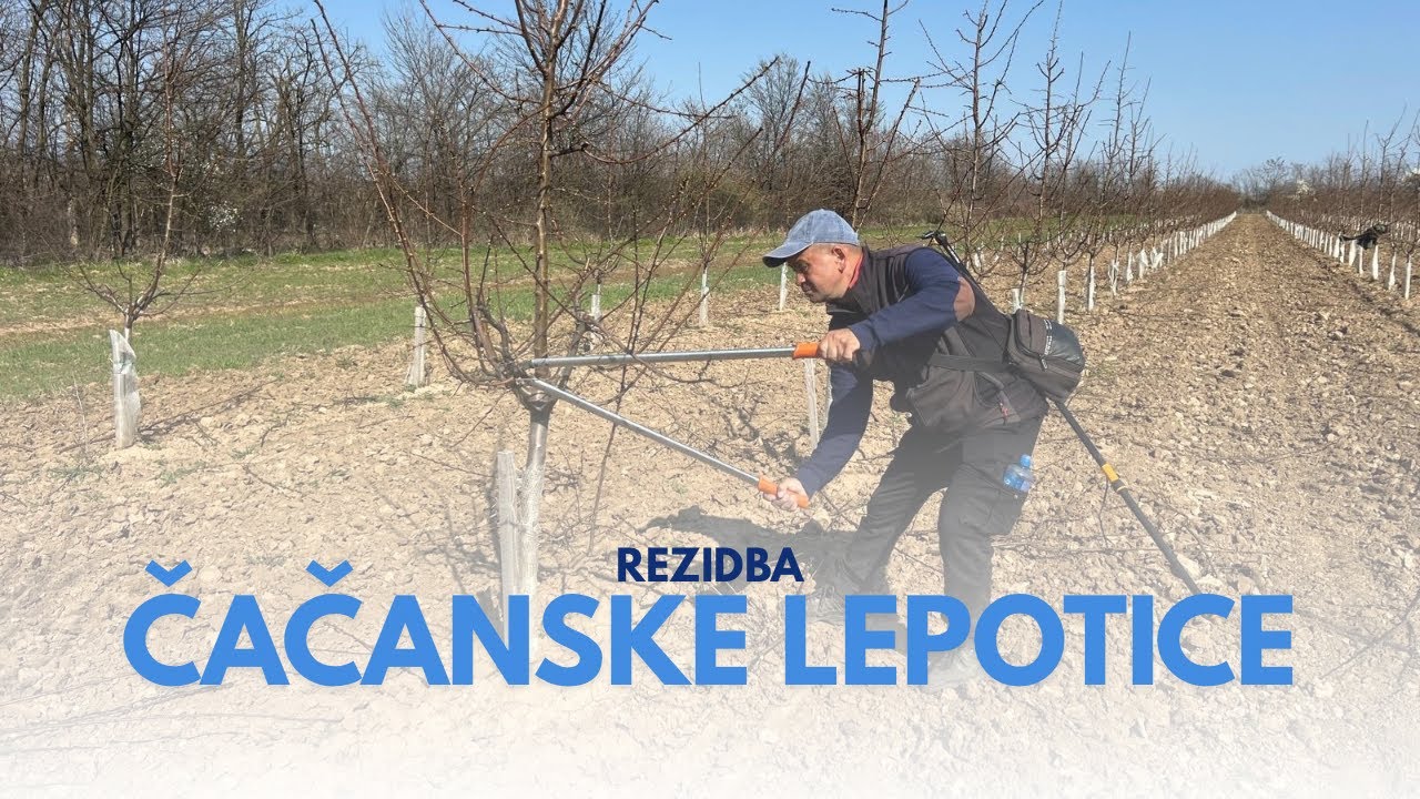 REZIDBA Čačanske lepotice | KAKO orezati ŠLJIVU? | Poljoprivrednik