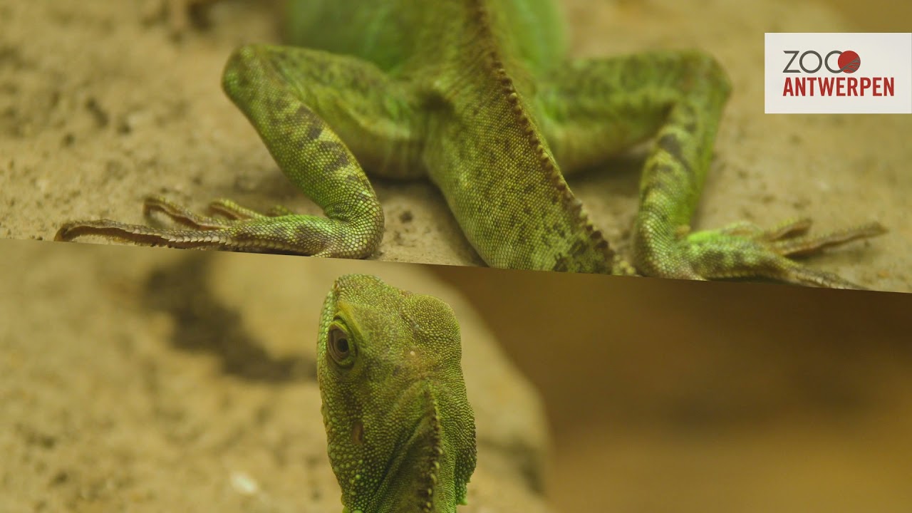 BINNENGLUREN. Welke reptielen liggen er op de loer in ZOO Antwerpen?