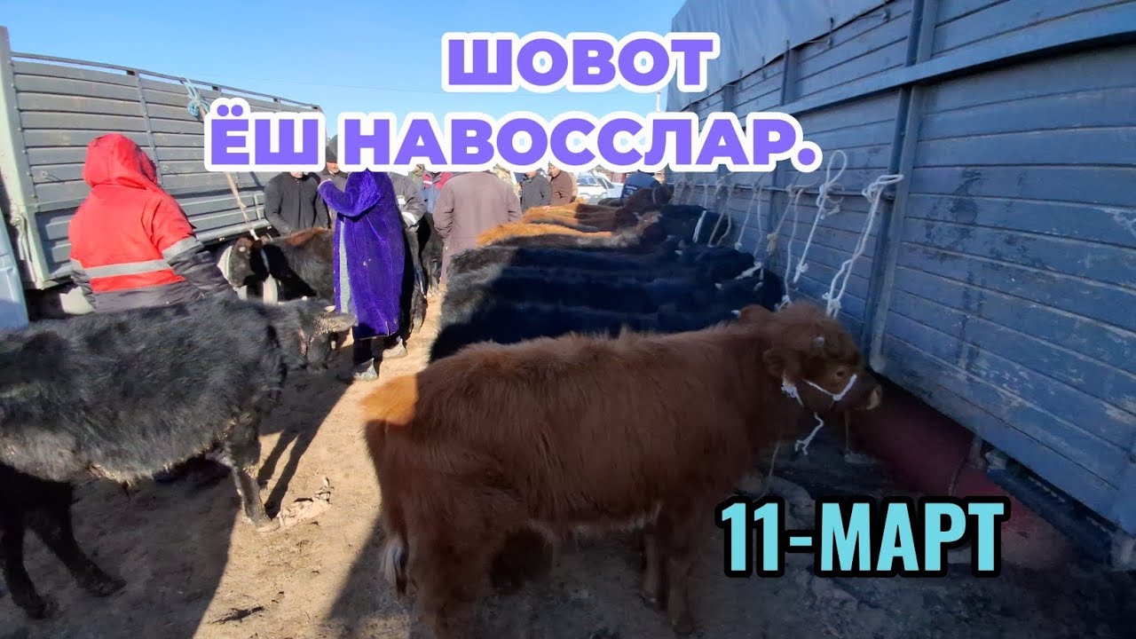 ЁШ НАВОССЛАР ШОВОТ ПИР МОЛ БОЗОРИ 11-МАРТ ЕРТАЛАПКИ САВДОЛАР 