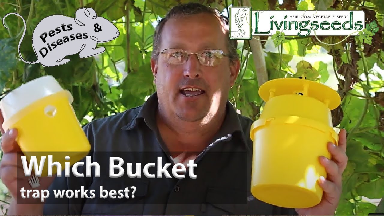 Which bucket trap works best?