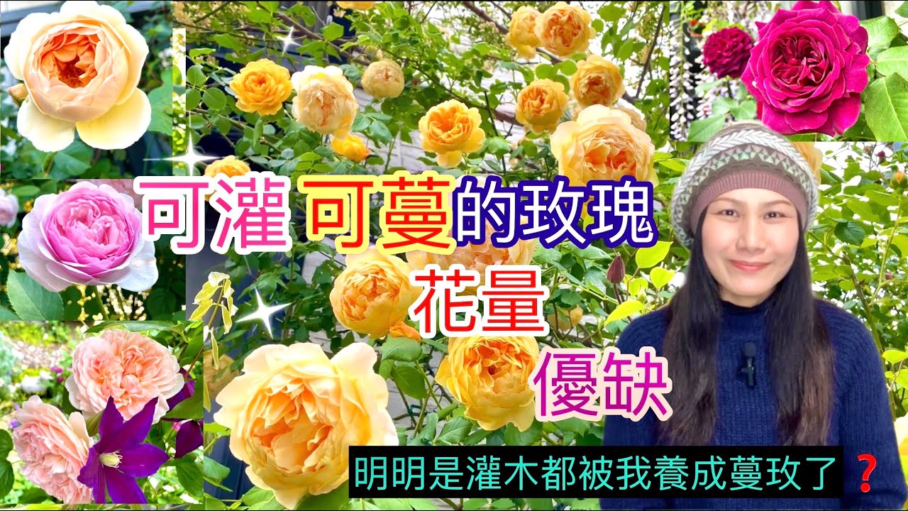 您還在照書養嗎？可灌可蔓玫瑰的栽種方向不同，它的花量優缺又如何？Which DA rose can be used as a climbing rose？