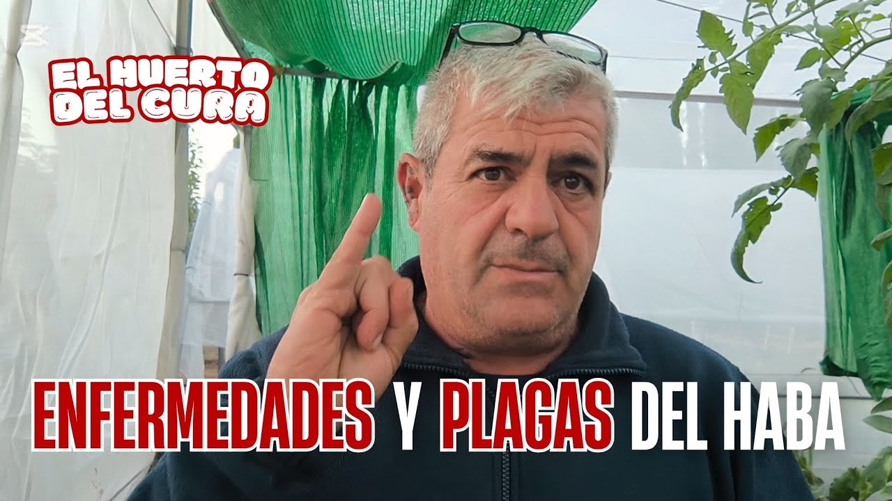 Enfermedades y plagas del haba 🌱 | Cómo prevenir y tratar el cultivo de habas