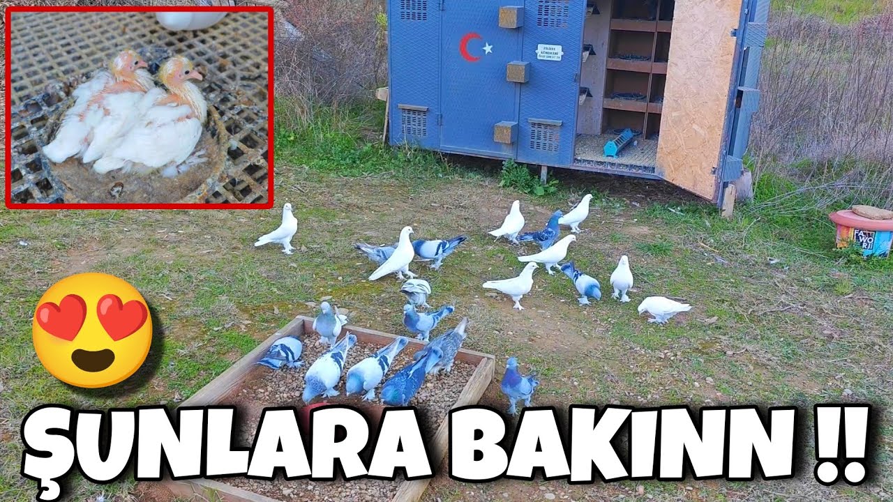 DAMIZLIK KÜMESLERİMİZ DOLDU TAŞTI‼️#oyunkuşu #güvercin #taklacıgüvercin #pigeon#mardinoyunkuşu