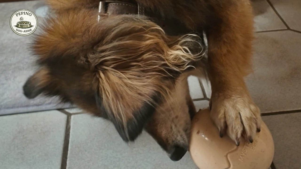 Dog Toy ASMR | 11 Min Calm Licking (Egg Feeder)
