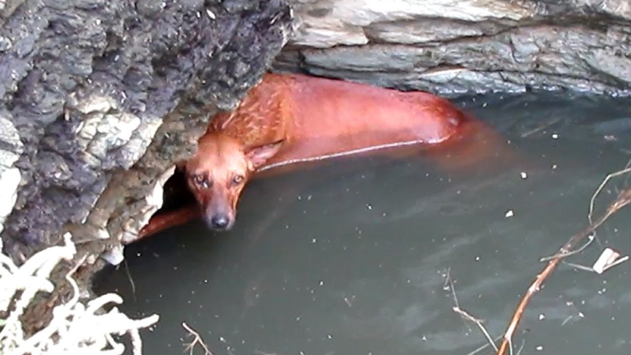 Rescue of exhausted dog clinging for life in a deep well.