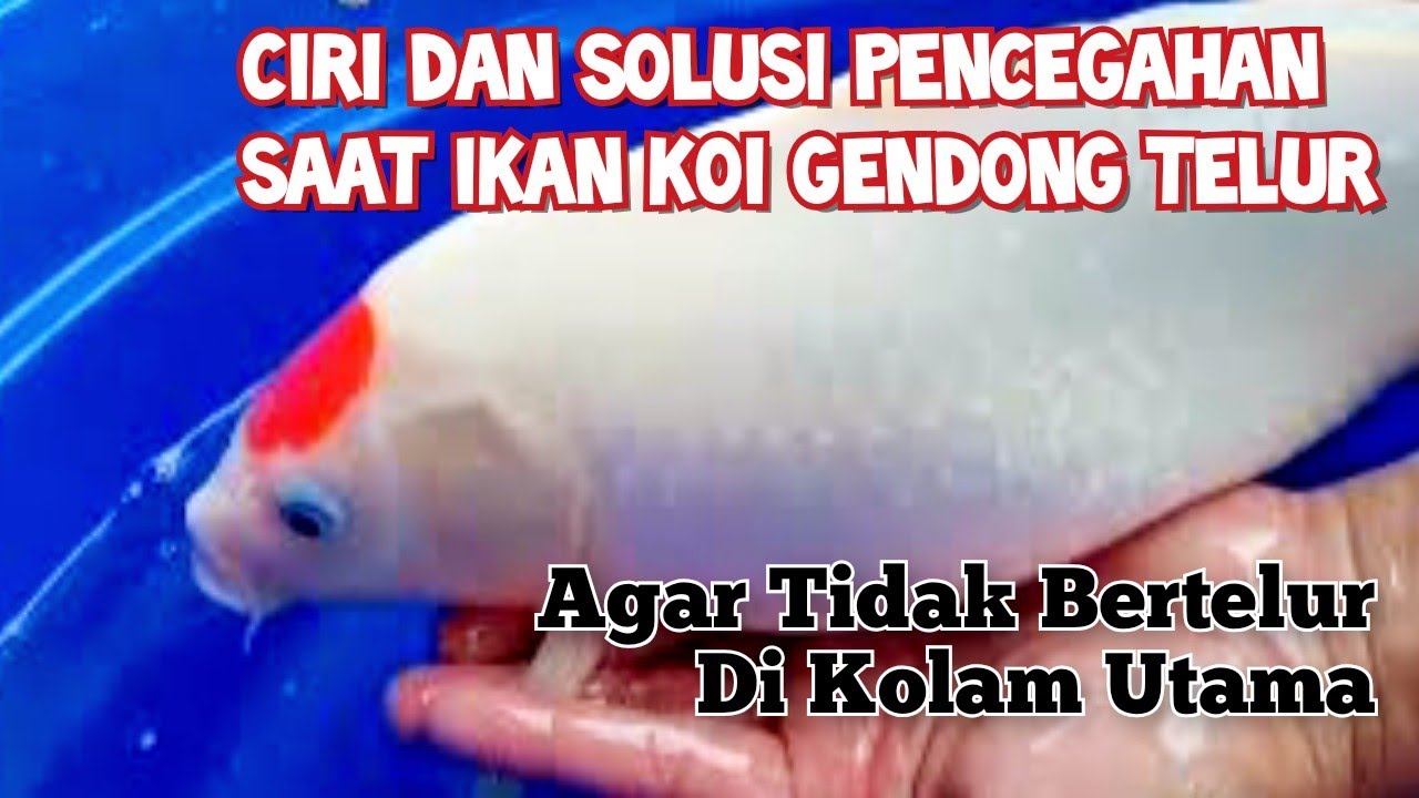 Penjelasan Ikan Koi Gendong Telur dan Cara Menyikapinya