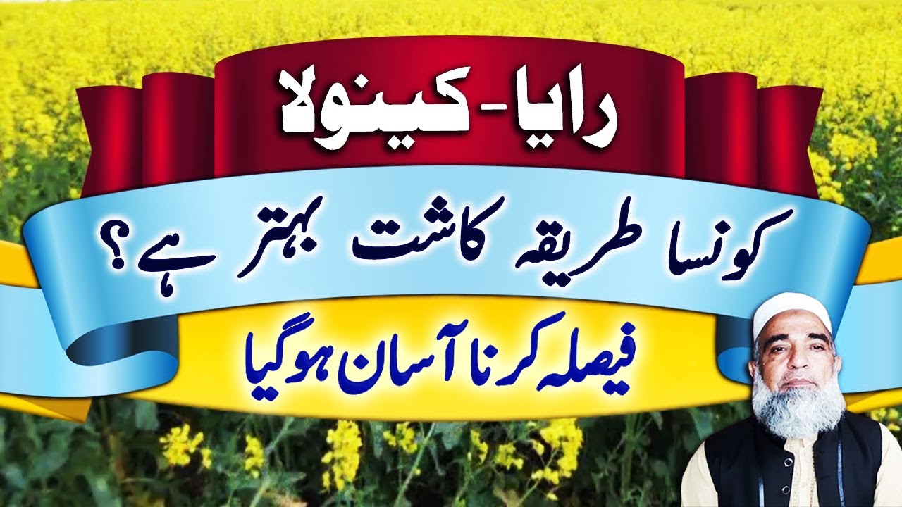 Which method of sowing Raya / Canola is better || Crop Reformer