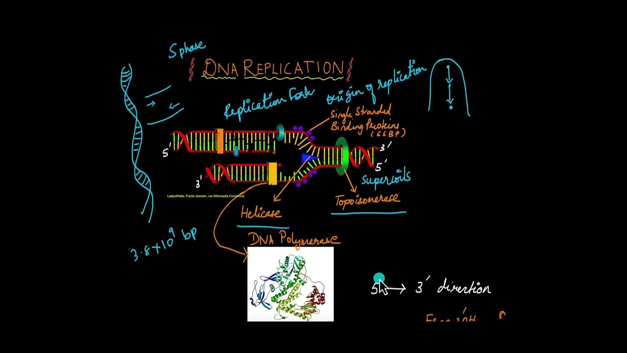 DNA Replication | Molecular Basis of Inheritance | Biology | Khan Academy