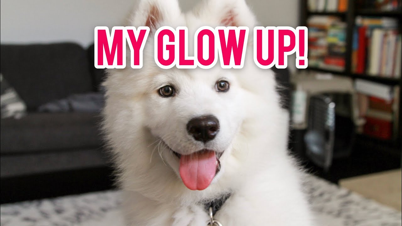 Samoyed's Glow Up!