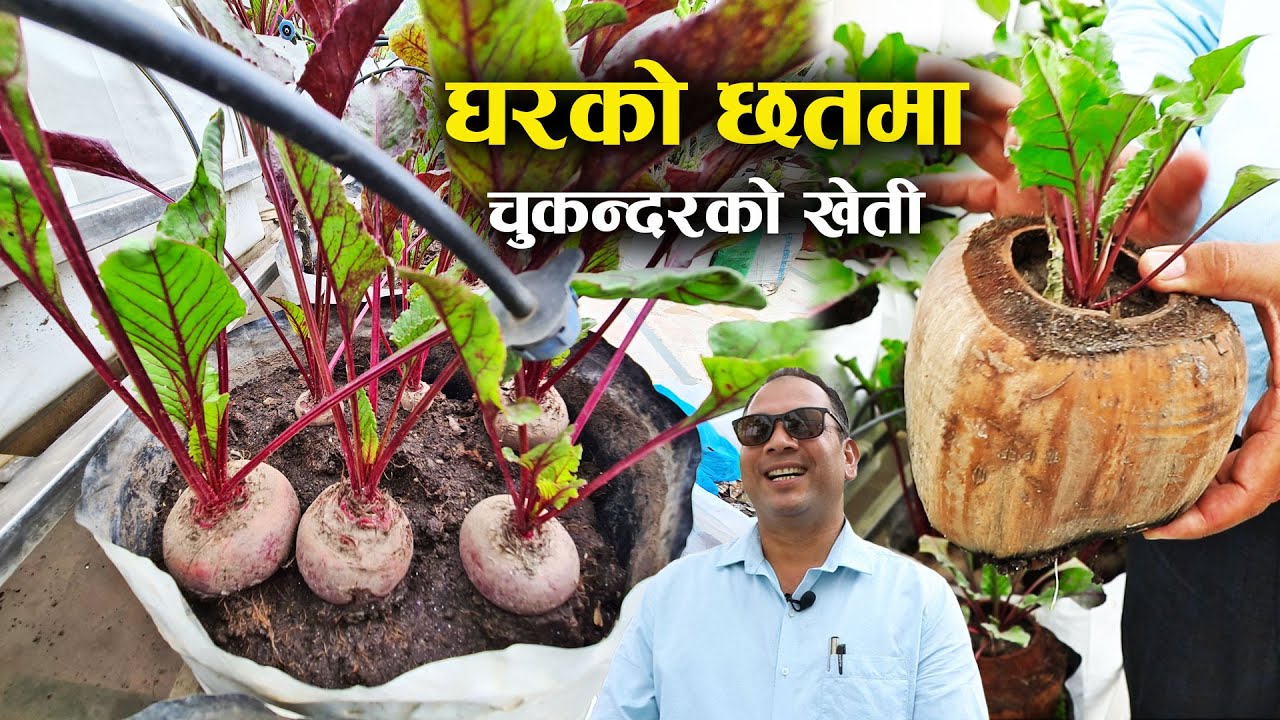 घरको छतमा फल्यो यति धेरै चुकन्दर - Narayan Adhikari || Dharma Rooftop Organic || Beetroot farming