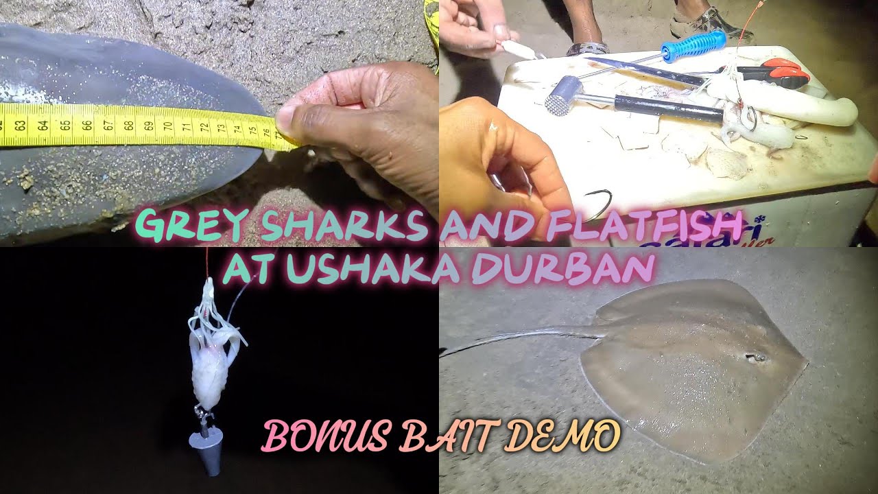 GREY SHARKS AND FLATFISH AT USHAKA DURBAN-BONUS BAIT DEMO