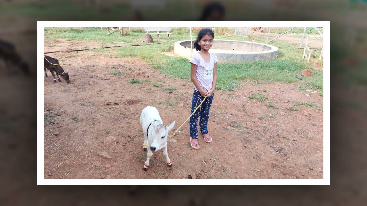 Beautiful Mini Punganuru cows at Nadipathy Punganuru goshala || #Punganurcows