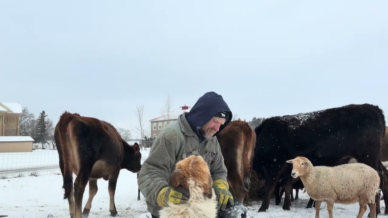 First Baleage Feeding! 
