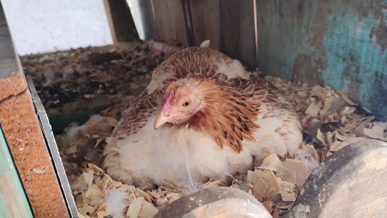 COMO SABER SI UNA GALLINA EST&Aacute; CLUECA o SE QUIERE ECHAR