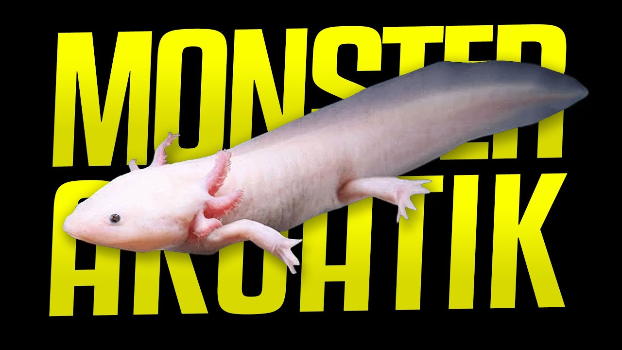 Larva yang Takut Dewasa - Axolotl #Highlight #AlamSemenit