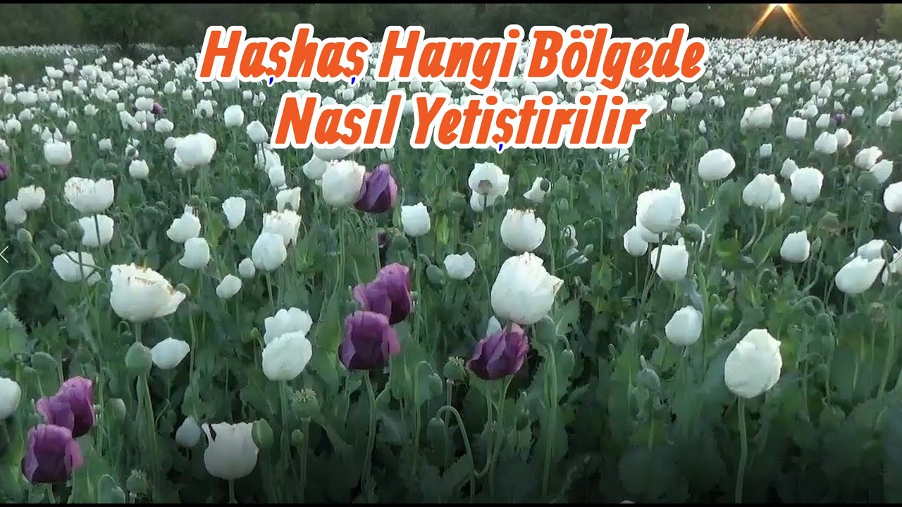 Haşhaş Nerede ve Nasıl Yetiştirilir - Haşhaş Hangi Bölgelerde Üretilir