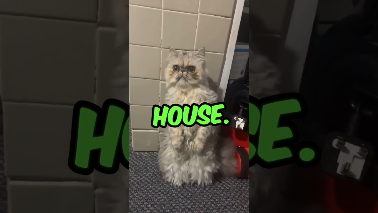 Cat Takes Over: The Boss of the House Revealed!