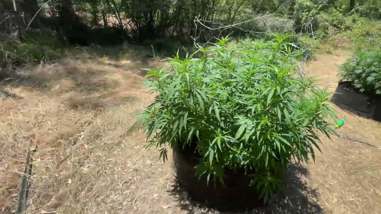 2022 outdoor weed grow