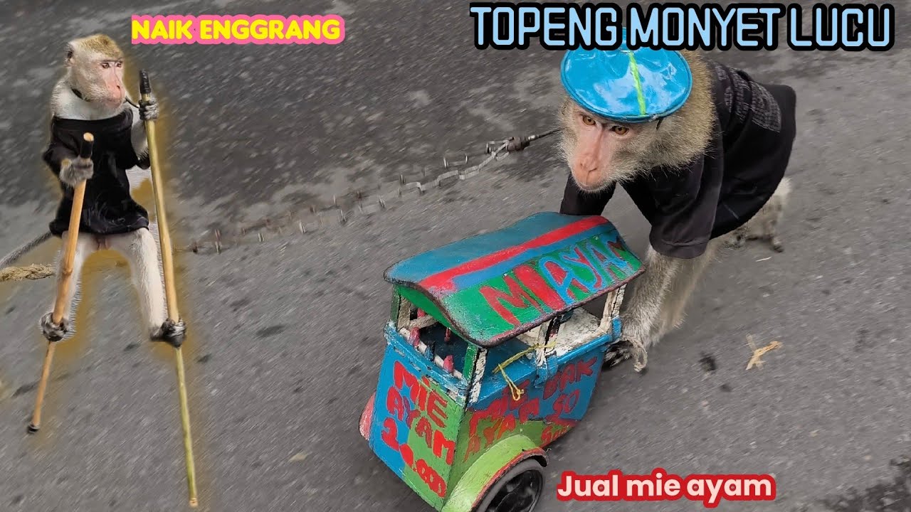 TOPENG MONYET LUCU FULL ATRAKSI MONYET YANG PINTAR NYARI REJEKI 