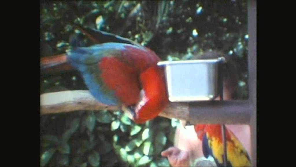 Parrot Jungle - Florida 8mm cine 1980