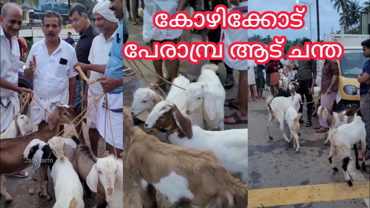 കോഴിക്കോട്ടുകാരുടെ പേരാമ്പ്ര ആട് ചന്ത #goatfarming #goatChantha #goatloves #perambraChantha #cow