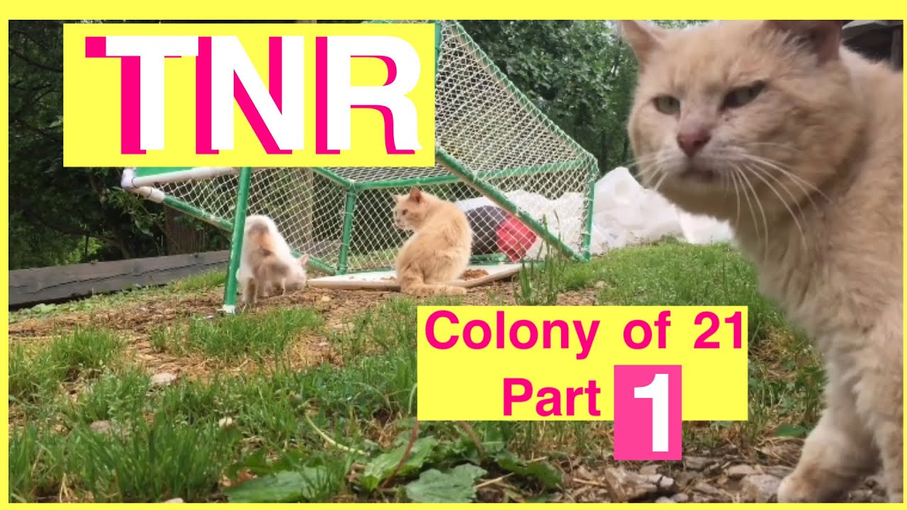 Cat trapping for TNR colony of 21 part 1