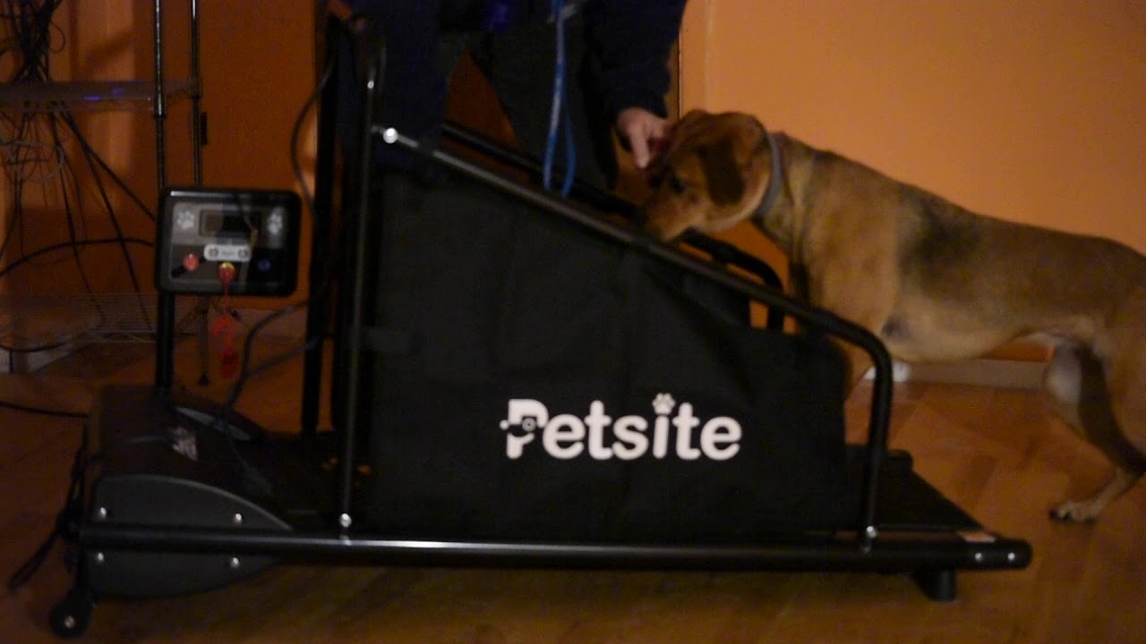 Introducing my dog to the Go Plus Doggy Treadmill