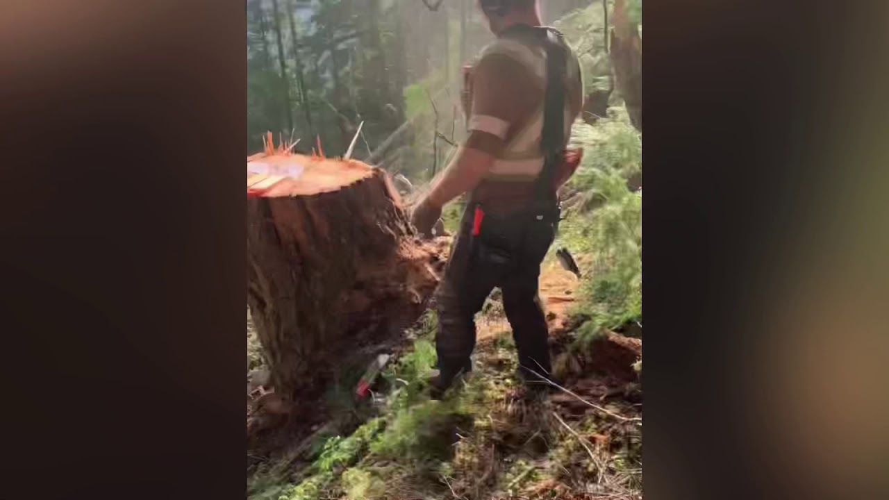 Falling timber on the BC Coast