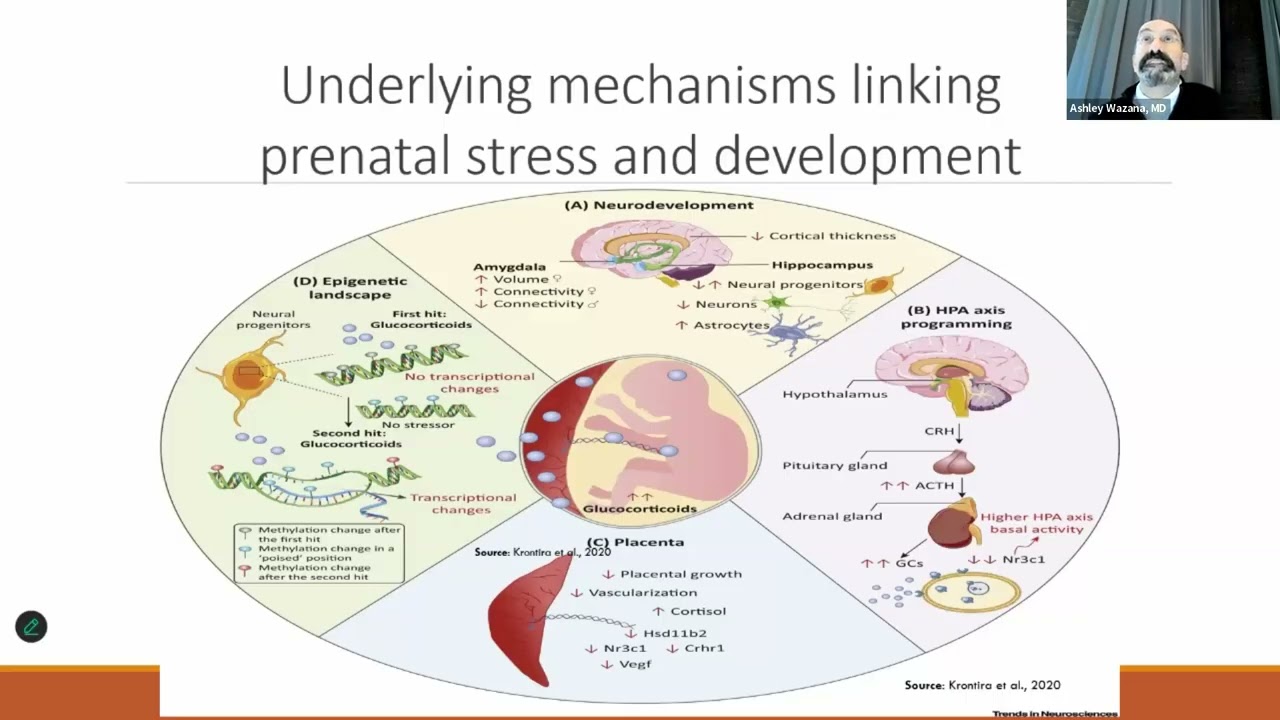 DREAM BIG Consortium Replicated Modelling of Emerging Psychopathology