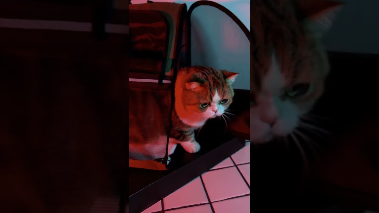 Beyond Cat Backpack Carrier