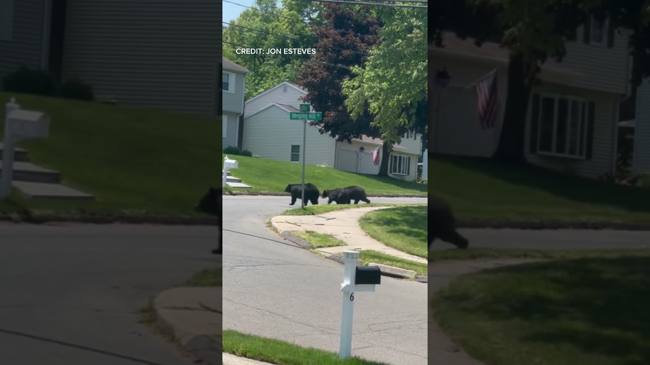 Bear mama and cubs roam CT neighborhood #shorts #bears