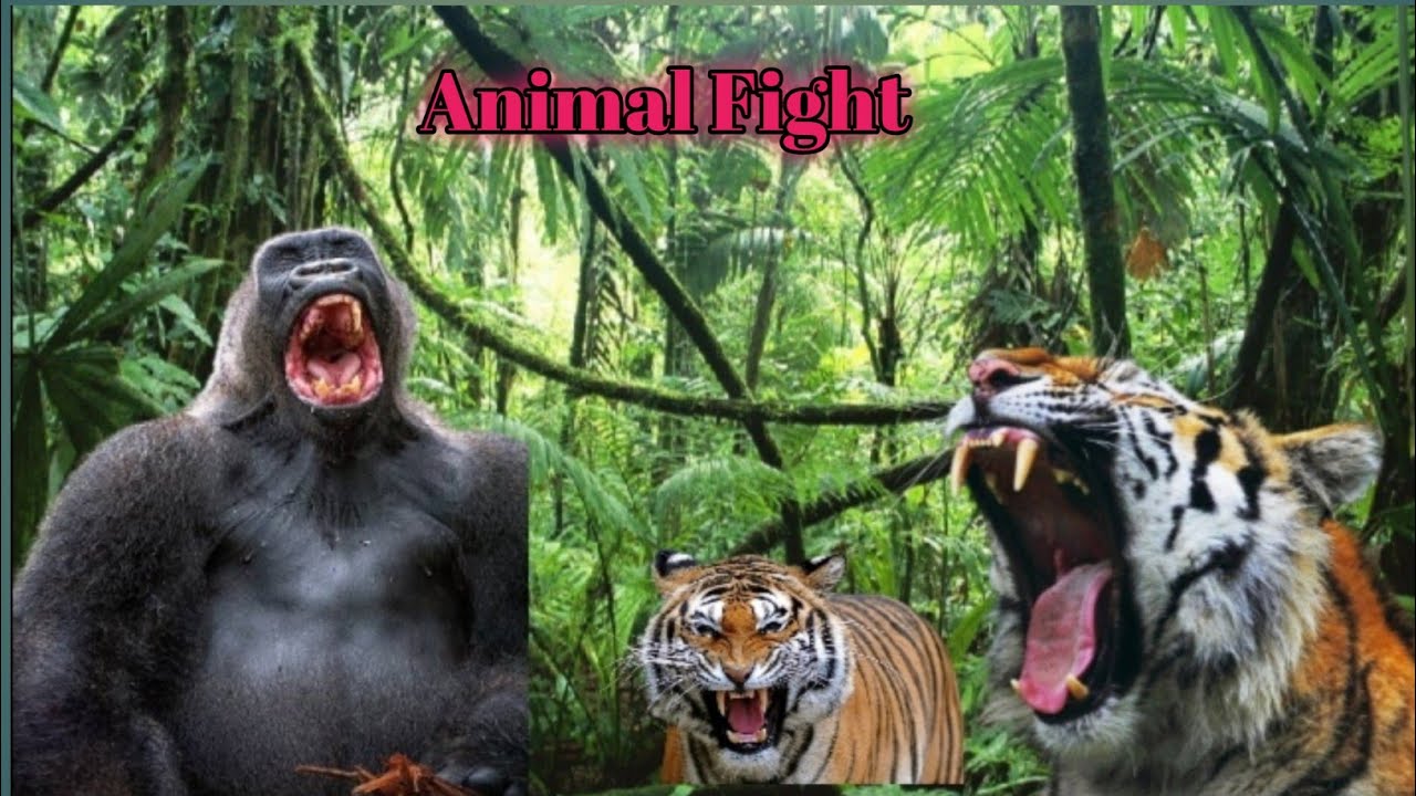 Big fight between ancient gorilla and the king of the Tiger🐅