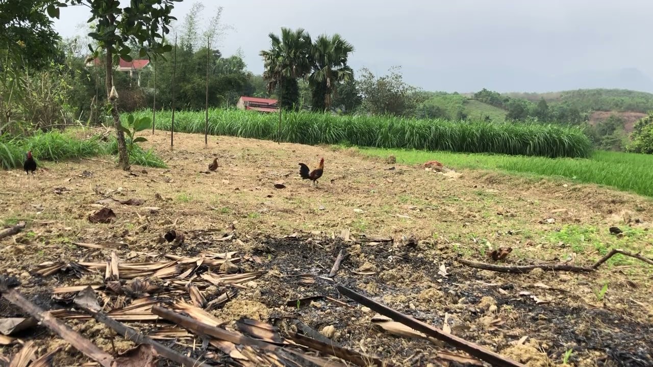 Gà rừng về tìm mái nhà