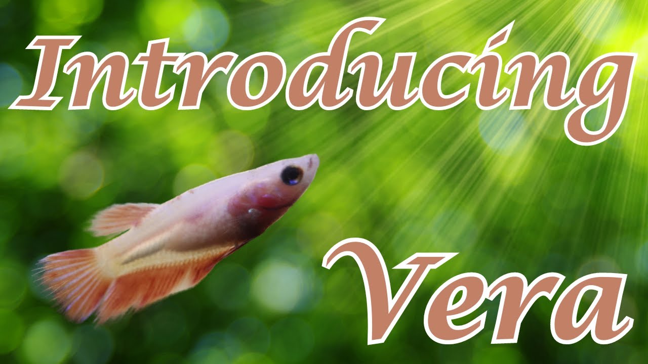 Introducing Vera, A Female Veiltail Betta! | Purchase + Acclimating