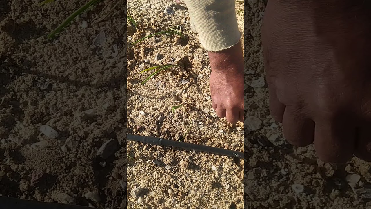 طريقة زراعة البصل ( شتلة)