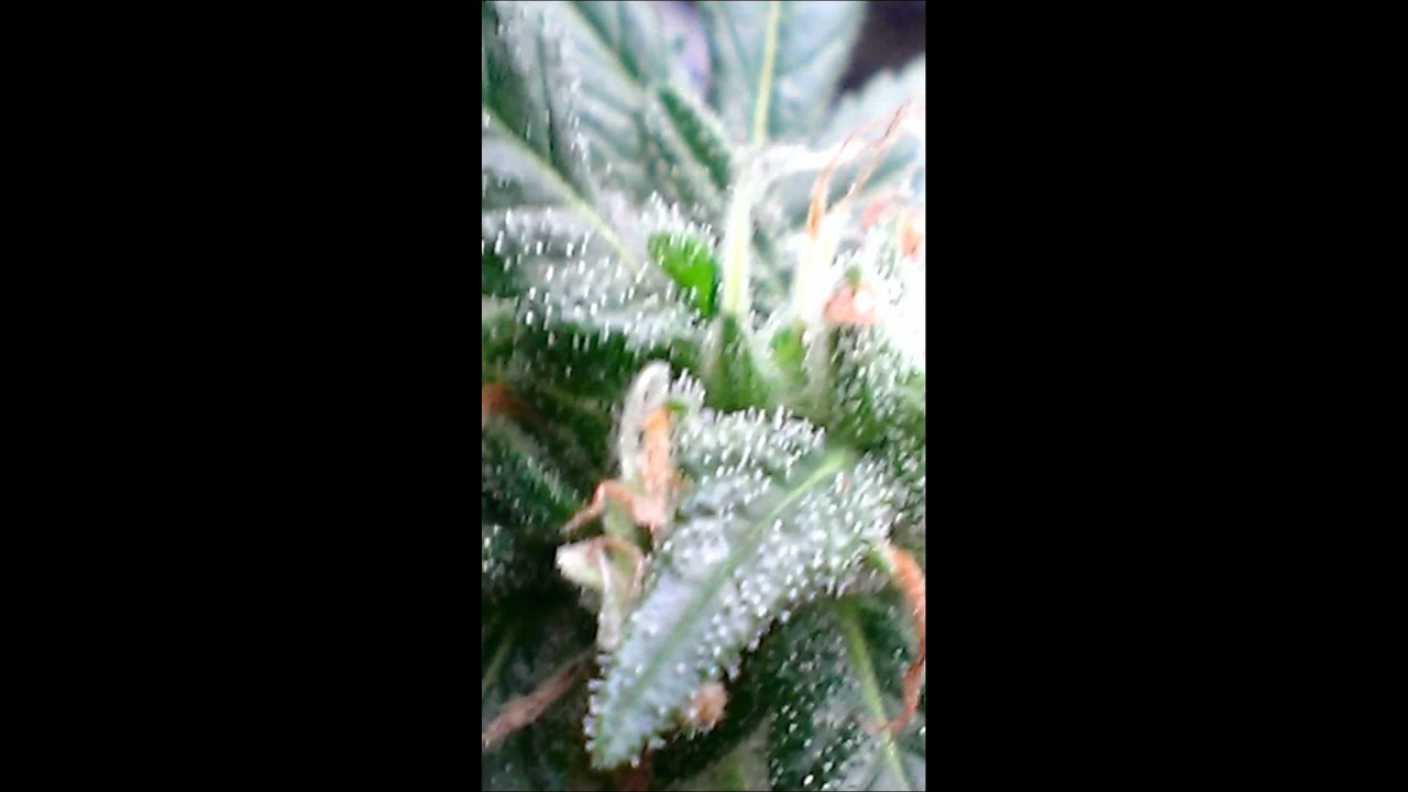 Mini weed plant