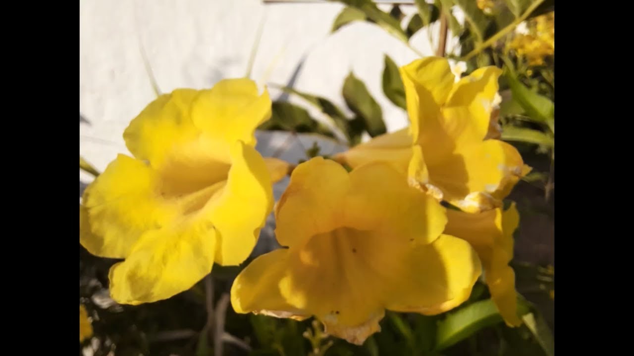 Samsung Galaxy M31 Camera & Video Samples
