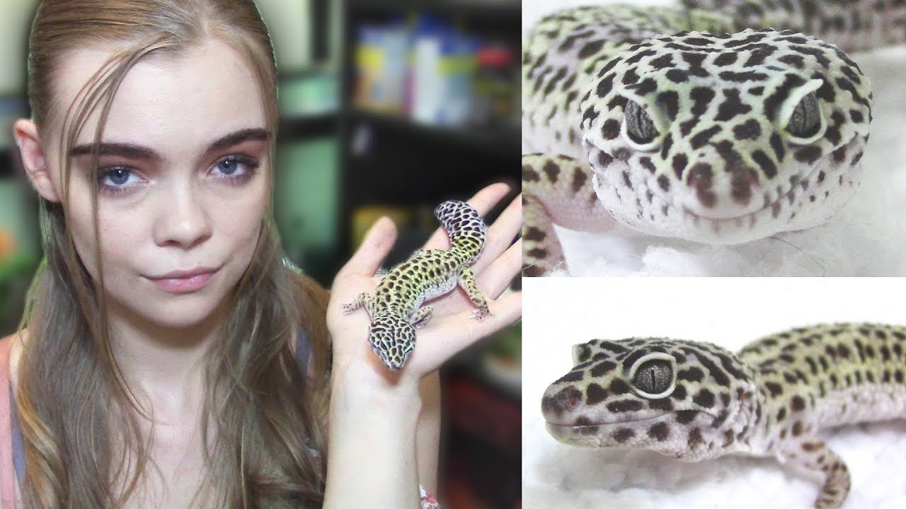 WATCH THIS BEFORE GETTING A LEOPARD GECKO!