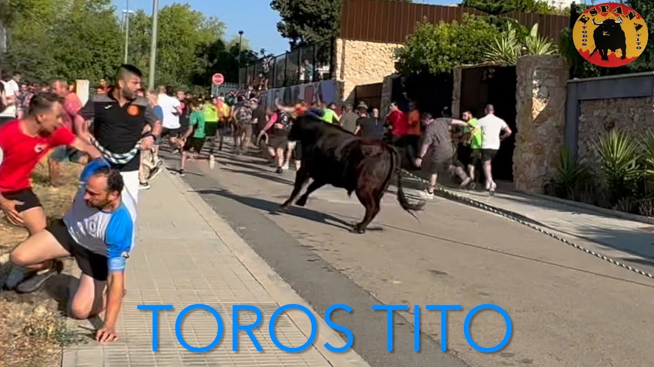 Toros en cuerda en ALBORACHE 3 agosto 2024, El Salero