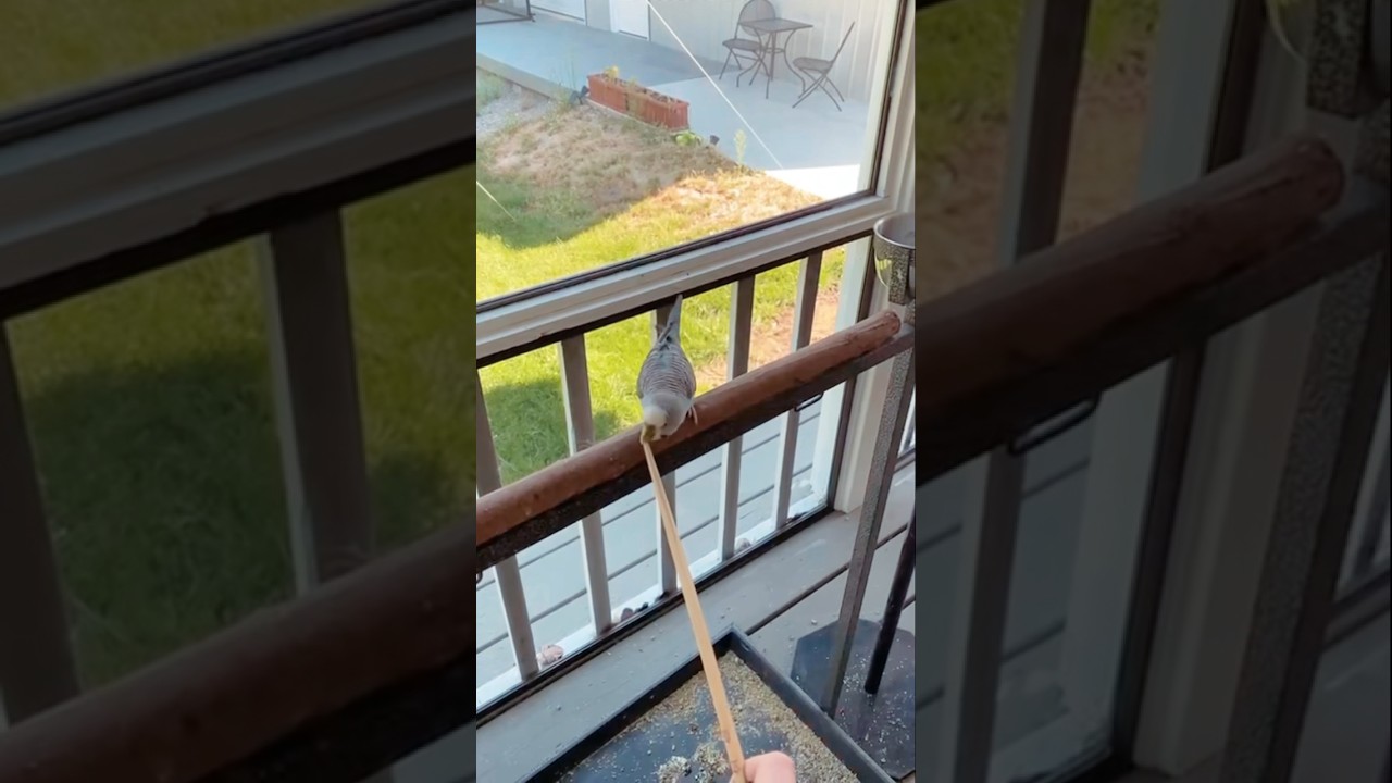 Common Behavior Problem Easily Solved With Target Training #parrots #bird #parrottraining #budgies
